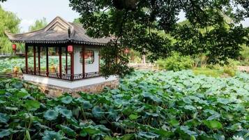 A traditional pavilion surrounded by lotus plants.