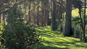 A forested area with a dirt path.