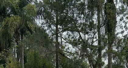 Sítio do Mingo: Country house - The best of nature close to São Paulo!