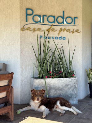 Pet-friendly