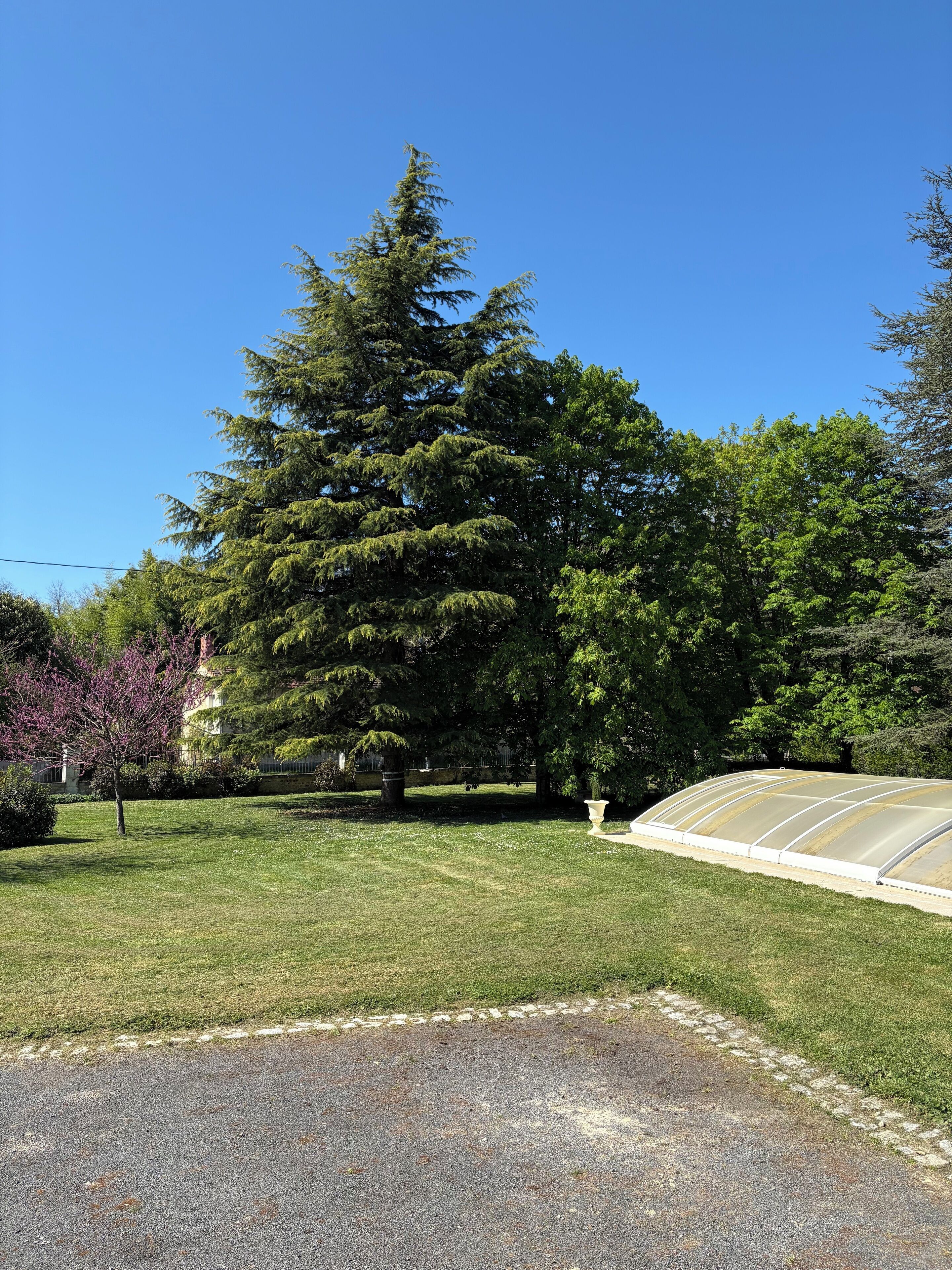 A green lawn, a large tree, and a greenhouse structure.