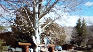 Un recinto di legno rustico con un albero sullo sfondo.