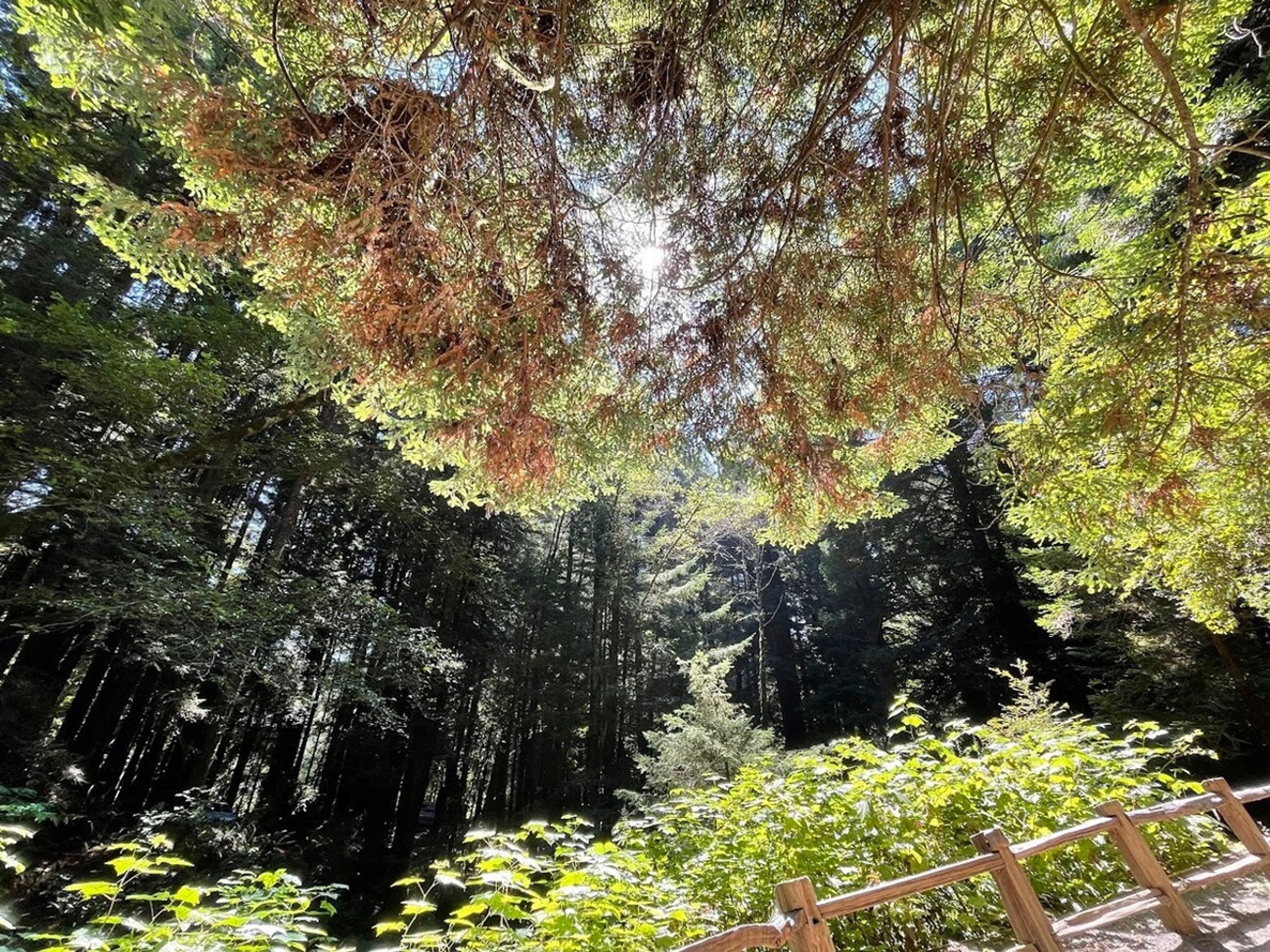 A forested area with a wooden fence and dense foliage.