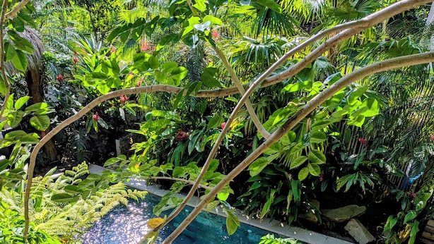 Piscina rectangular rodeada de vegetación exuberante y un solárium con baldosas.