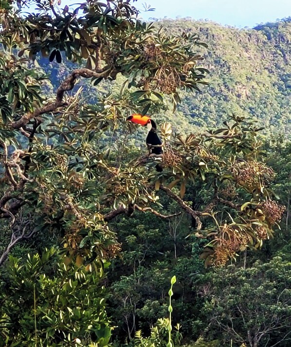 A toucan perched on a tree branch amidst dense foliage and a mountainous backdrop.
