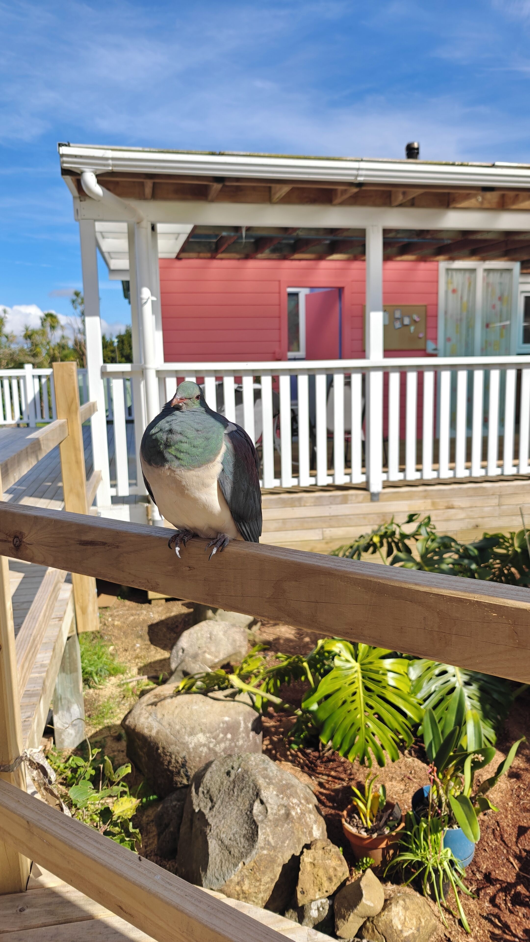 A bird perched on a wooden railing with a red building and white fence in the background.