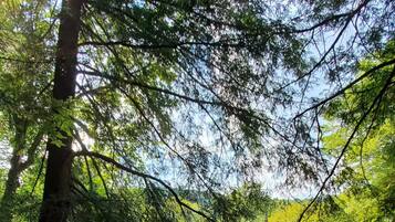 Un paisaje natural con un estanque rodeado de abundante vegetación y árboles.