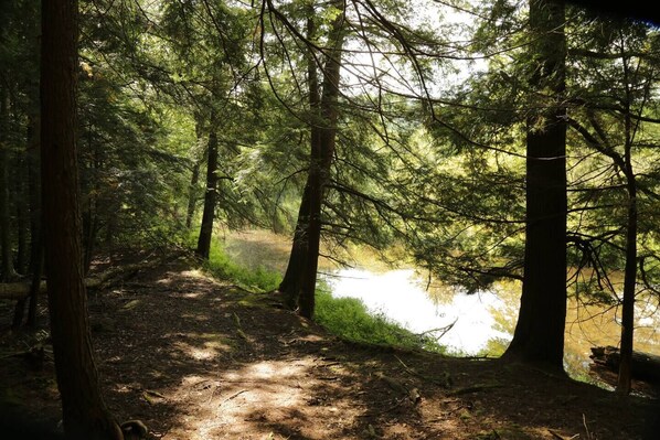 Une zone boisée avec un sentier de terre qui mène à un plan d’eau.