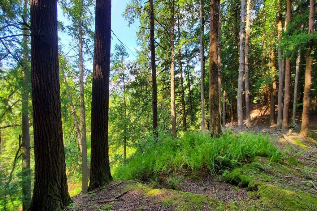 A dense forest with tall trees and lush green undergrowth.