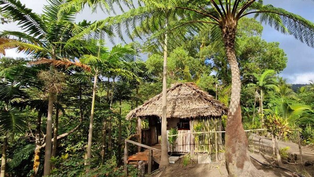 Une cabane rustique au toit de chaume, entourée d’une végétation tropicale luxuriante.