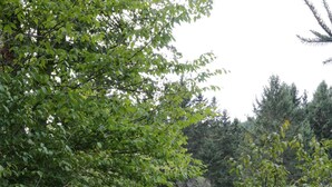 Een natuurlijk landschap met weelderige begroeiing en een graspaadje.