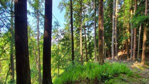 Een dicht bos met hoge bomen en weelderige groene vegetatie.