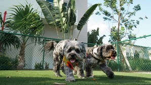 Dos perros en un césped con una cerca de malla metálica, un edificio blanco y un árbol al fondo.