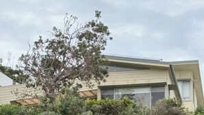 A modern building with a sloped roof, surrounded by dense shrubbery and a large tree. - Yallumbee, Seal Rocks - Modern, Private Beach House In Prime Location (Seal Rocks)