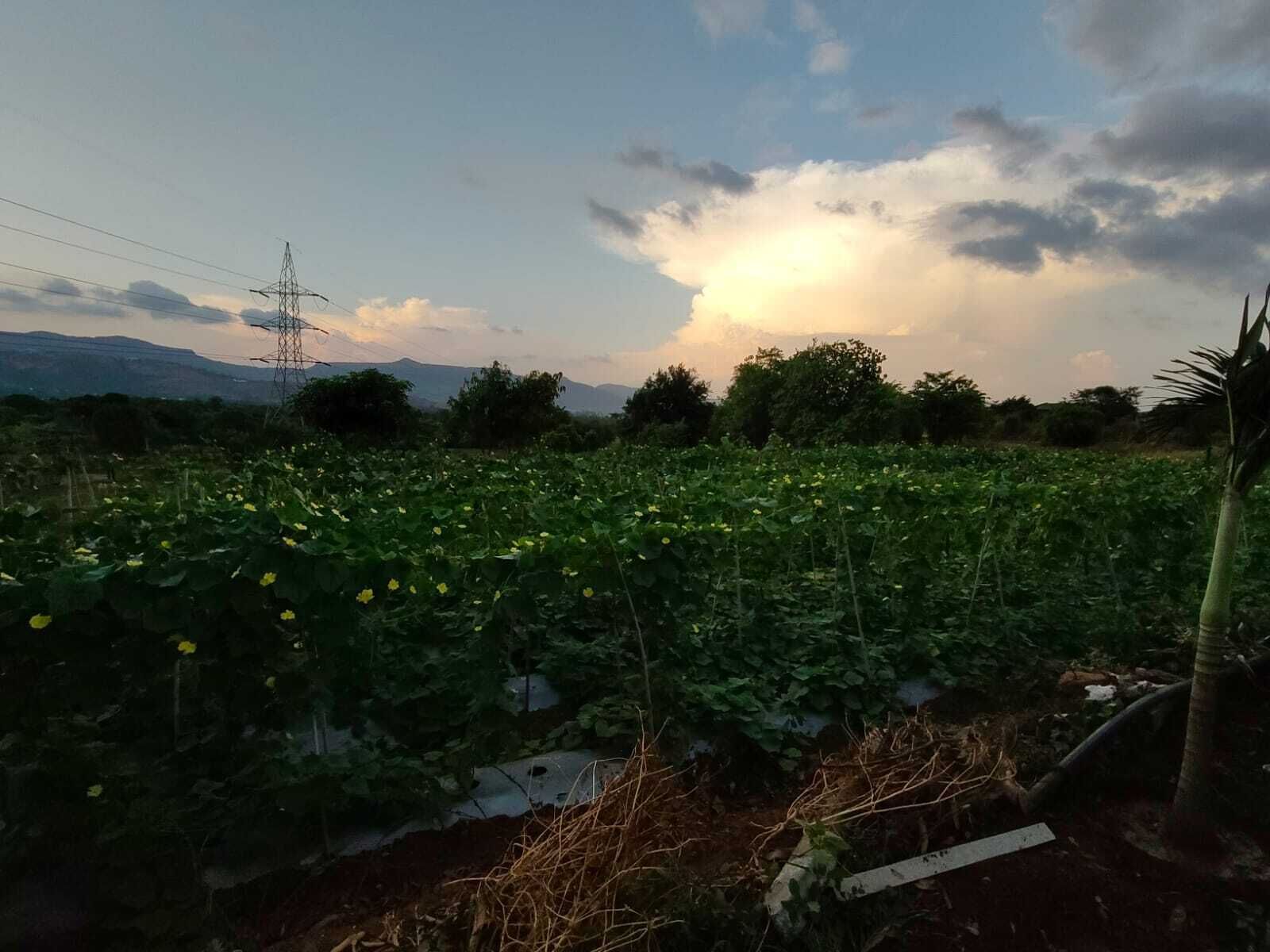 Un campo con cultivos y una torre de líneas eléctricas al fondo.