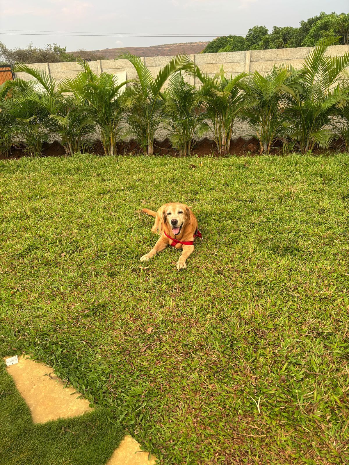 Un chien allongé sur l’herbe, avec des palmiers en arrière-plan.