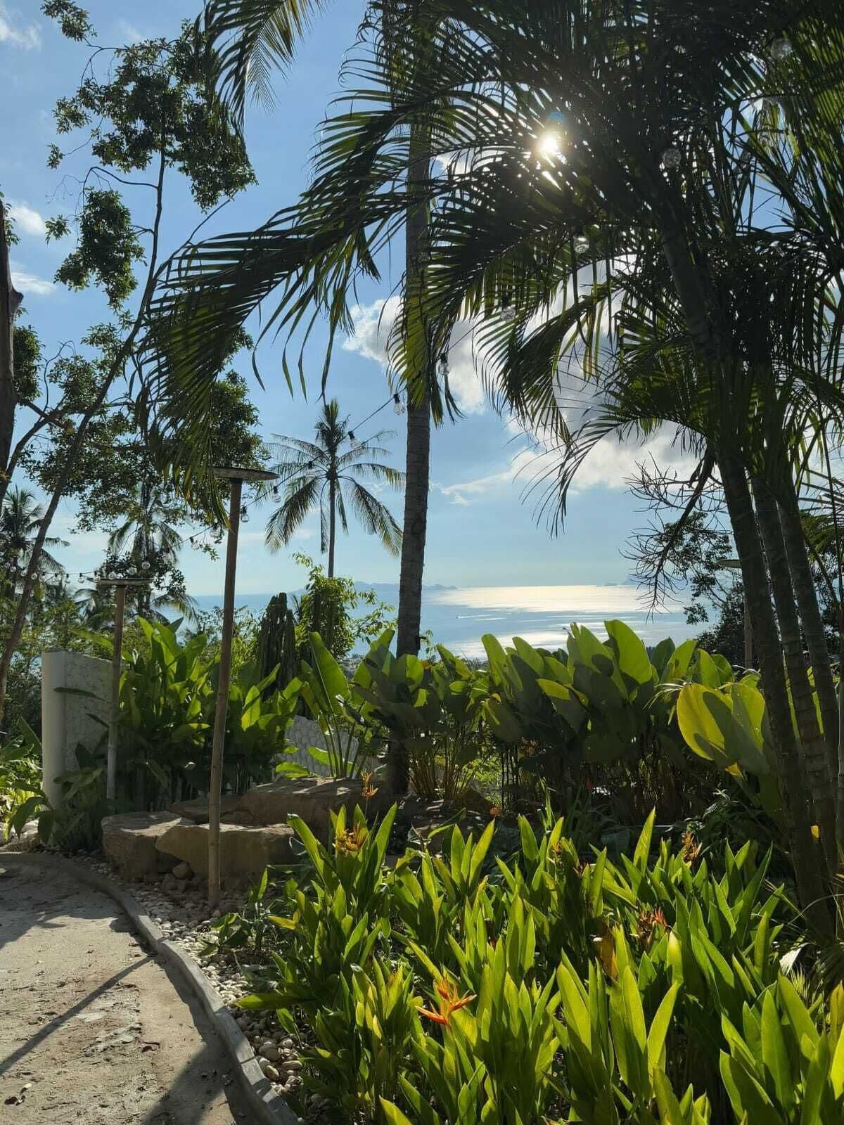Un jardín tropical con palmeras y diversas plantas, un sendero de hormigón y vistas al océano.