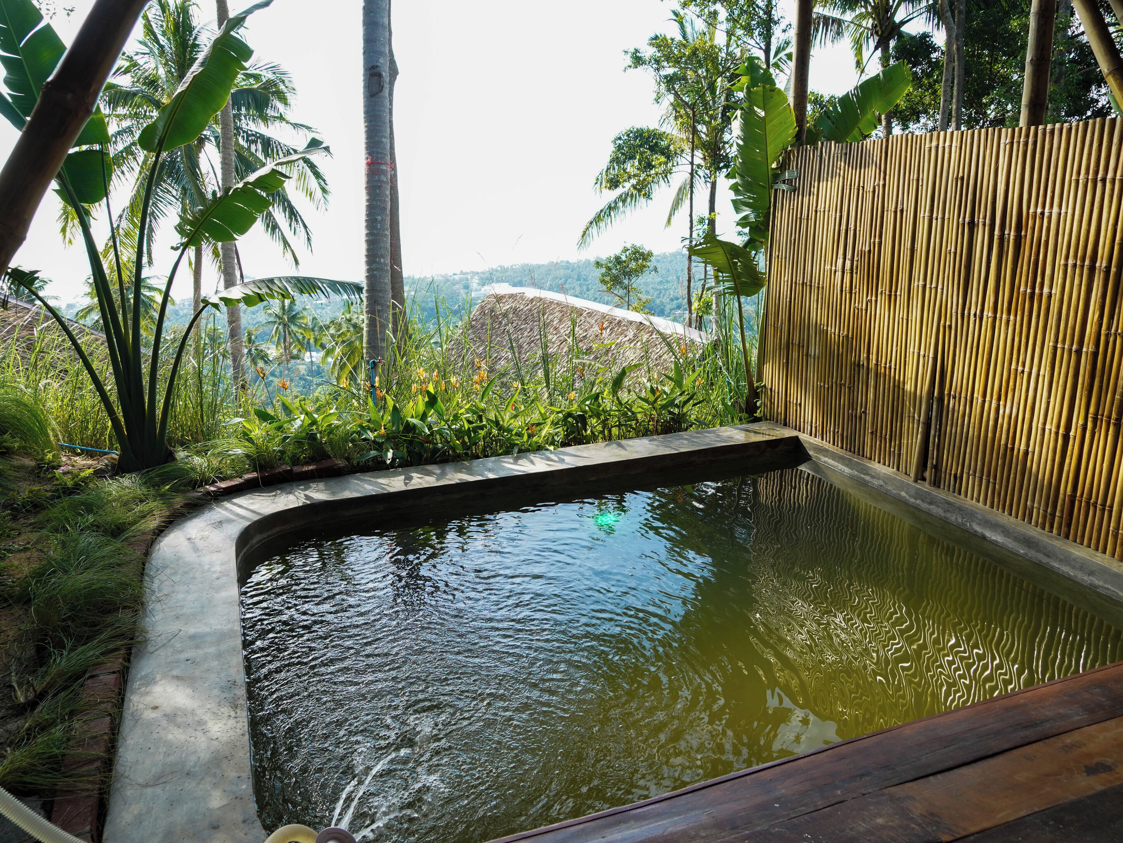 A tranquil outdoor pool area with a bamboo fence, surrounded by lush greenery and palm trees.