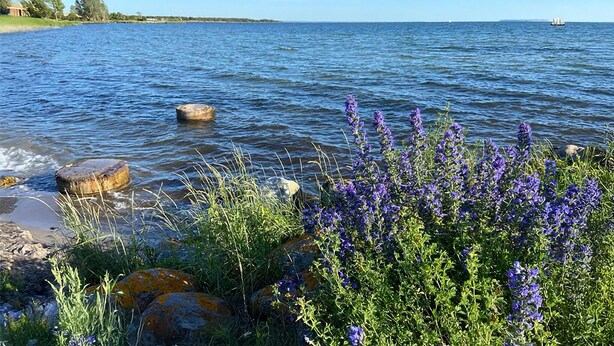 A lakeside view with rocks and purple flowers in the foreground, a calm water body, and a distant boat on the horizon.