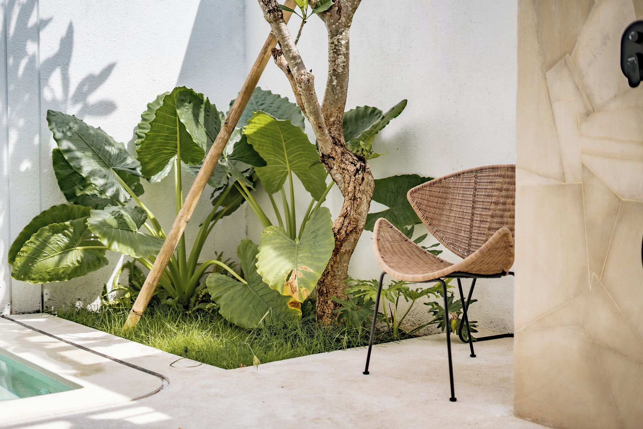 A small outdoor area with a wicker chair, large green plants, and a tree trunk.