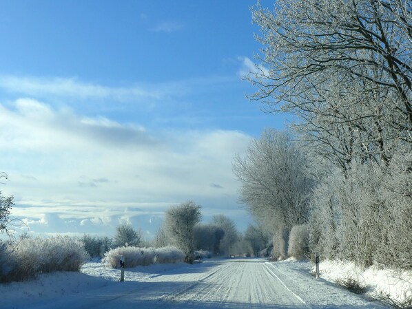 Une route de campagne enneigée, bordée d’arbres et d’arbustes sans feuilles.