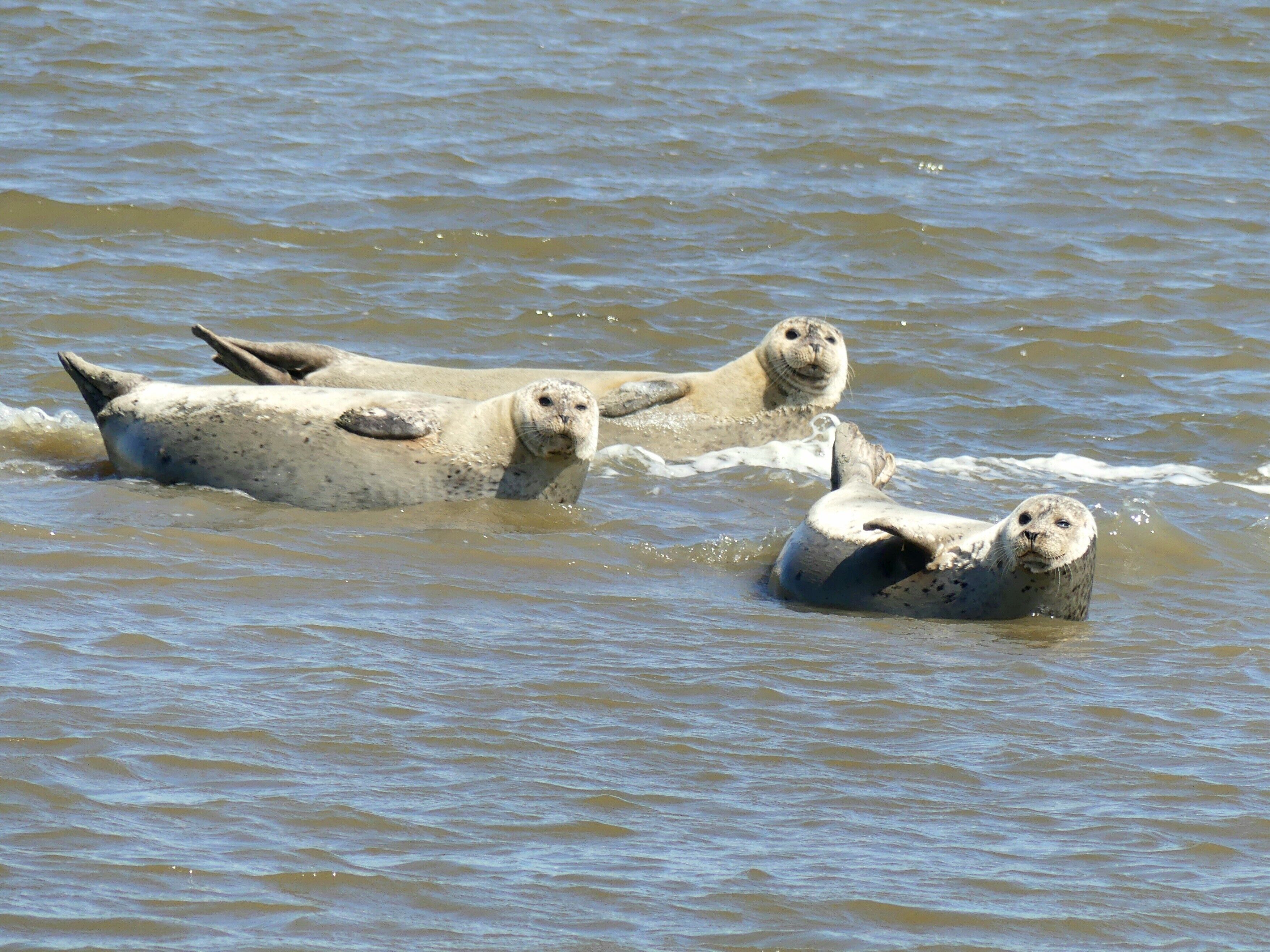 Drei Robben schwimmen im Wasser.