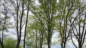 Un champ herbeux avec des arbres et des fleurs jaunes.