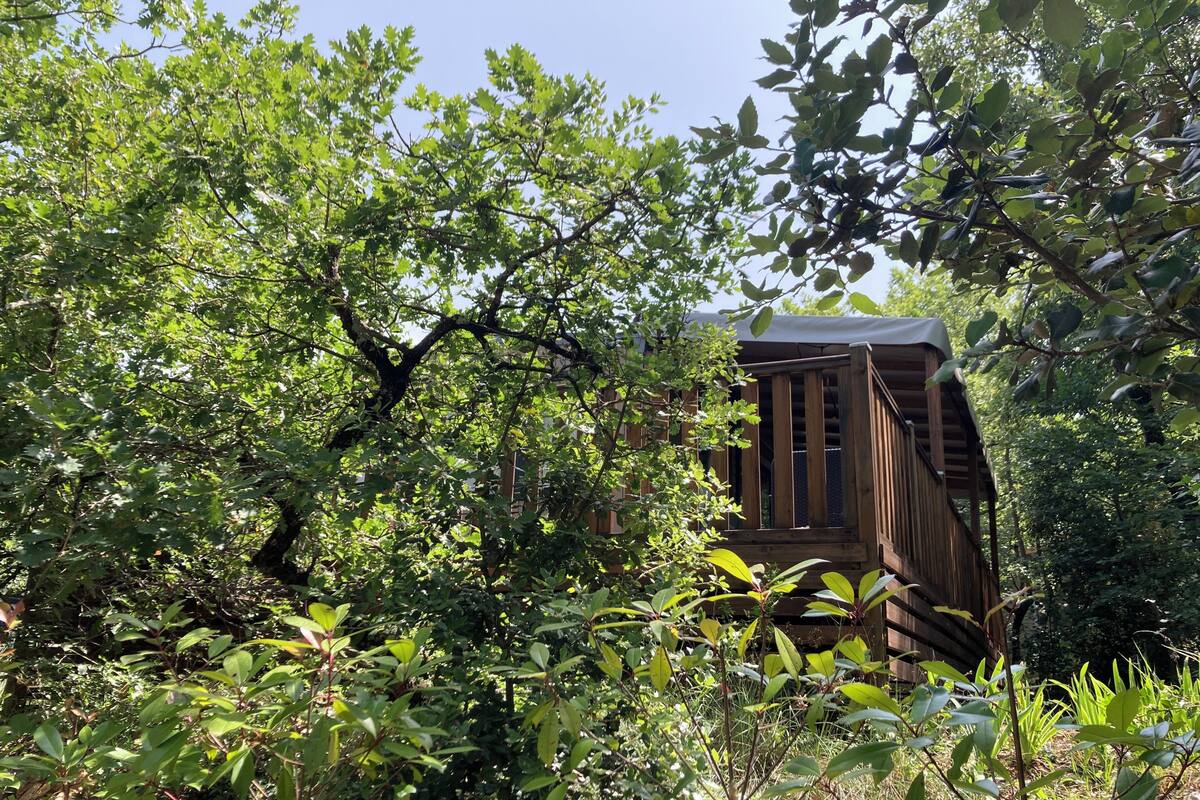 A wooden cabin surrounded by dense foliage.