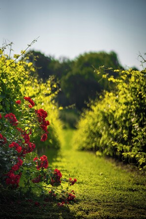 Vineyard