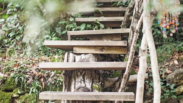 A wooden staircase leading up a tree trunk, surrounded by greenery.