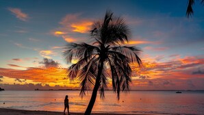 Een strand met de silhouet van een palmboom tegen een zonsondergang.
