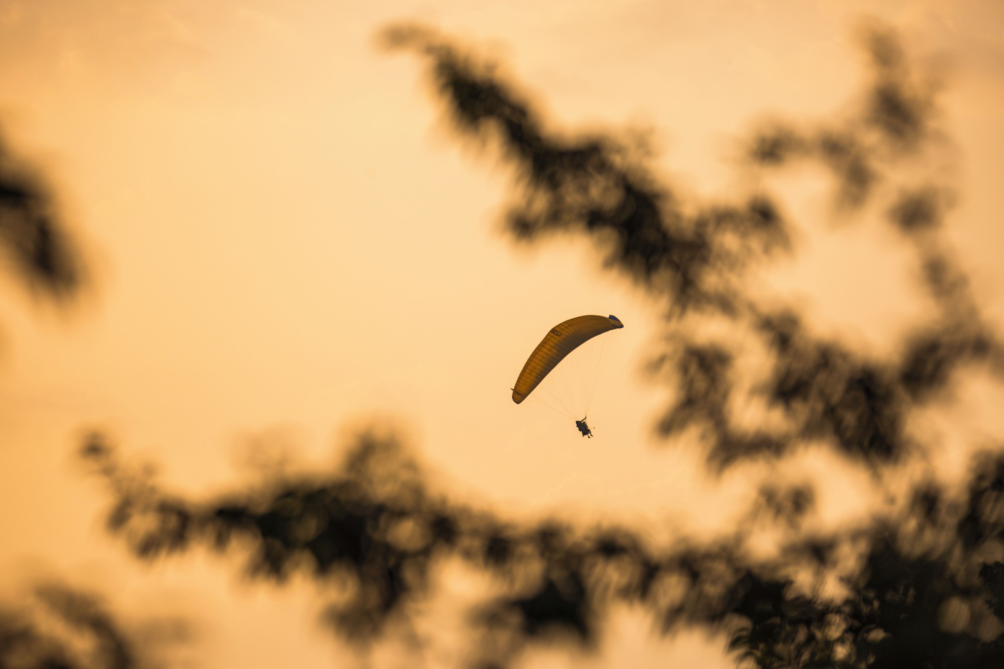 A person paragliding with a blurred background of trees.
