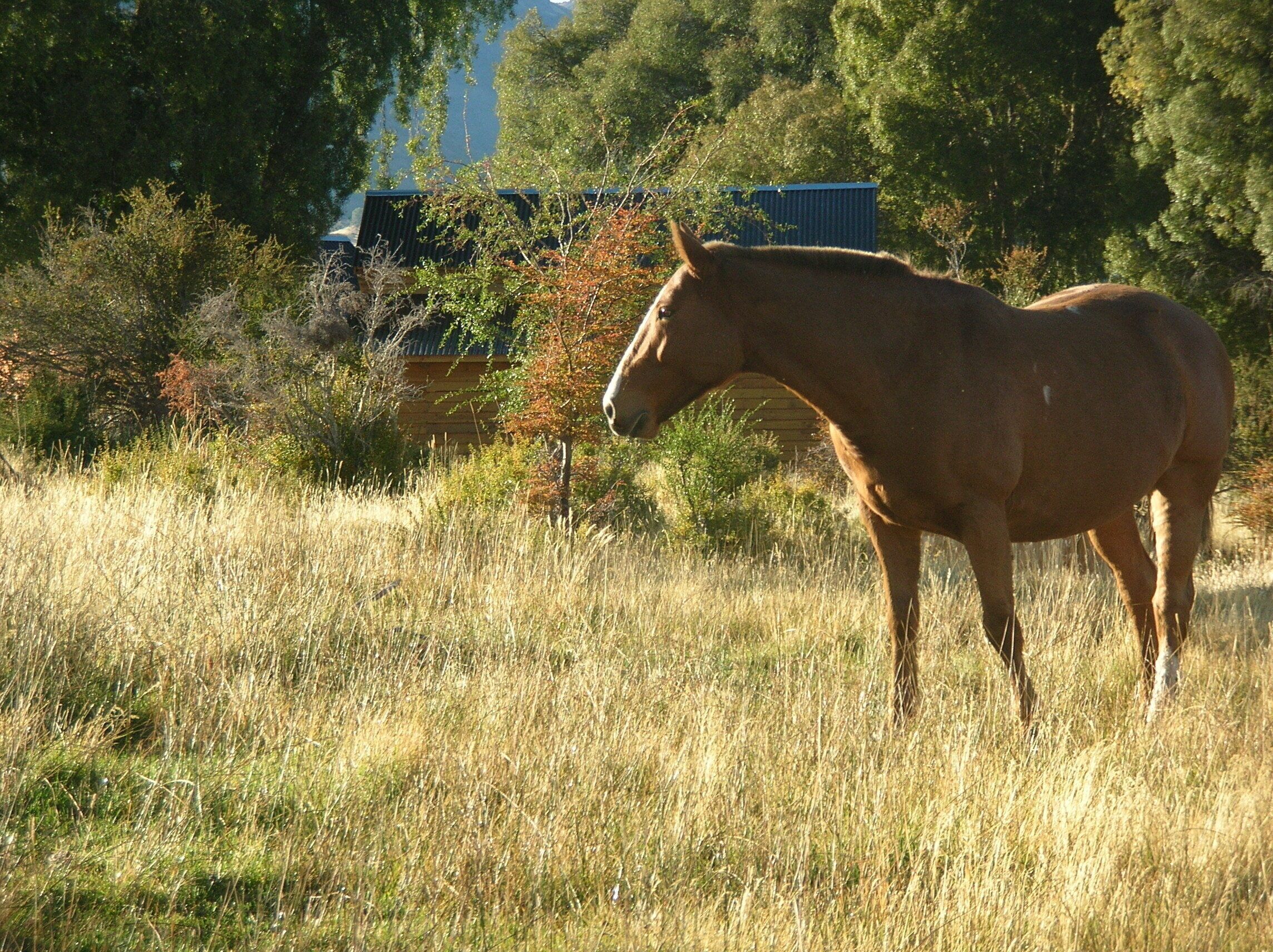 A horse standing in a grassy field with trees and a building in the background.