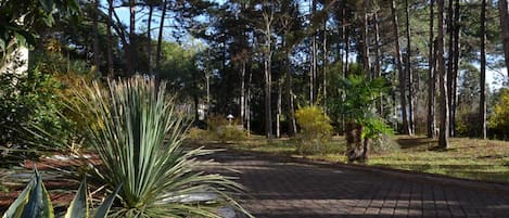 A paved pathway in a park with tall trees and various plants.
