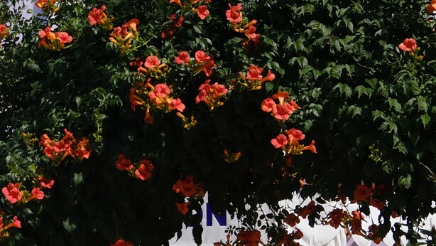 A building with a balcony covered by a black metal fence and a tree with red flowers. - Morgül Pansiyon (Gokceada)