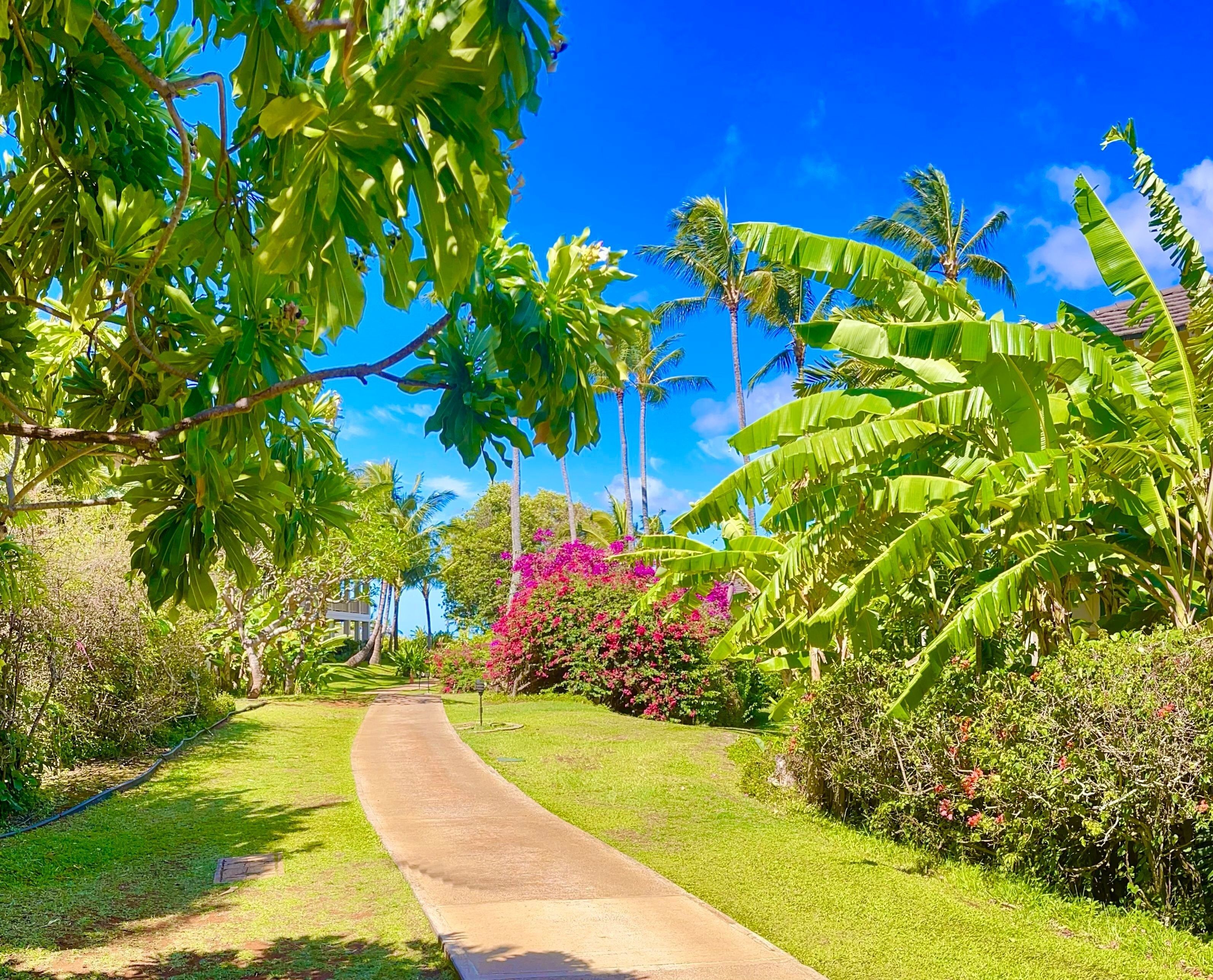Um caminho serpenteia por um jardim exuberante, com bananeiras e flores de buganvília rosa.