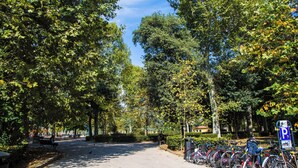 A tree-lined street with bicycles parked along the side. - Dimora Mattonaia: Cozy apartment with AC and WiFi (Firenze)
