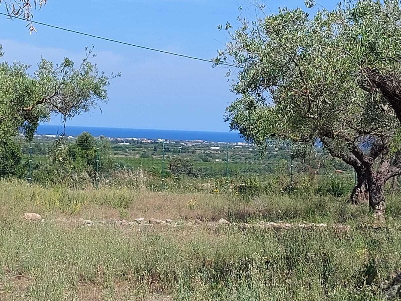 Paisagem com árvores, céu claro e uma costa distante.