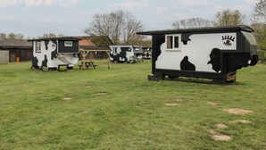 Varias casas móviles con forma de vaca, una mesa de picnic y un cobertizo pequeño en un campo cubierto de hierba.