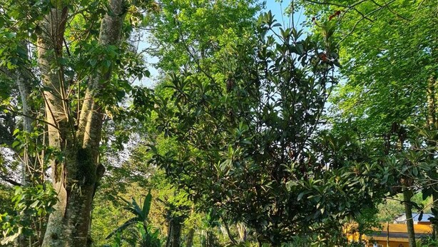 Un jardín exuberante con diversos árboles y un césped bien cuidado.
