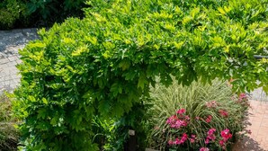 Uma área de pátio com um banco de madeira e uma mesa, rodeada por vegetação exuberante e plantas floridas.