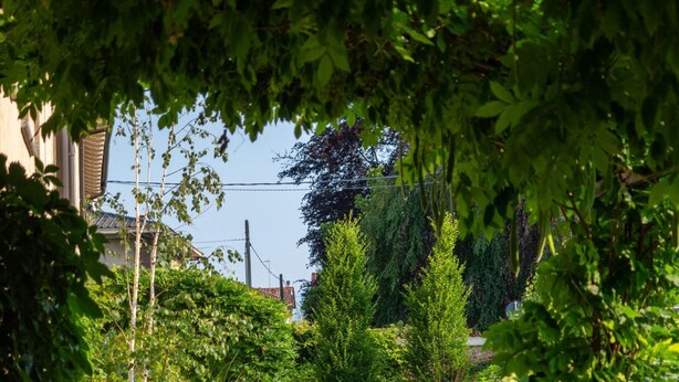Un sendero pavimentado rodeado de abundante vegetación y plantas en flor.
