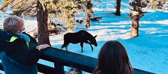 Cozy Moose Grove: ski, hike, fish & relax
