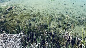 A clear lake with visible aquatic plants and a forested hillside in the background. - Cozy Moose Grove: ski, hike, fish & relax (Fairplay)
