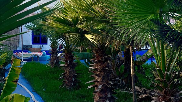 A building with a white facade and blue accents, surrounded by palm trees and greenery.