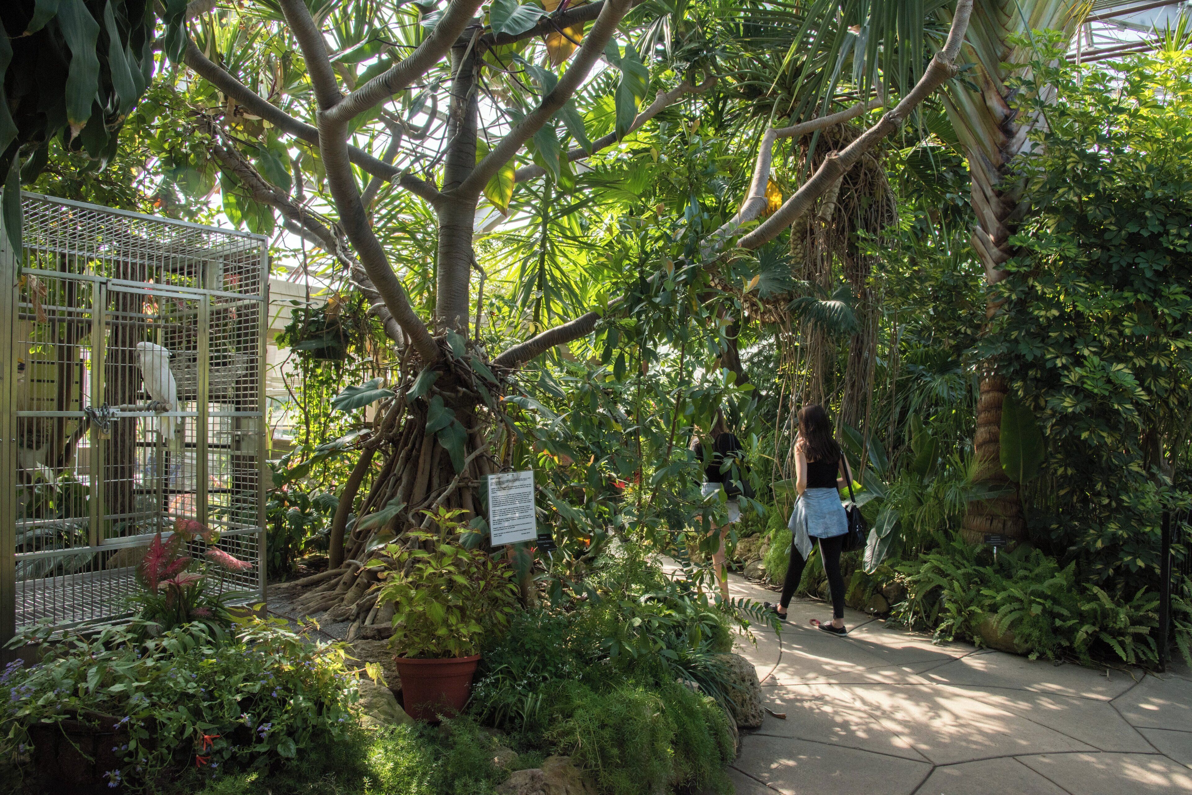 A lush indoor garden with a variety of plants and a metal birdcage.
