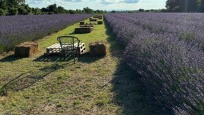 Un champ de lavande avec des bottes de foin et une chaise en métal au premier plan.