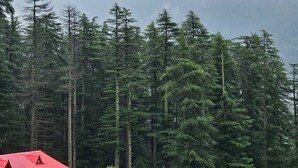 A dense forest of tall evergreen trees. - Whistling Wood by Jai Maa Jwala Groups (Manali)