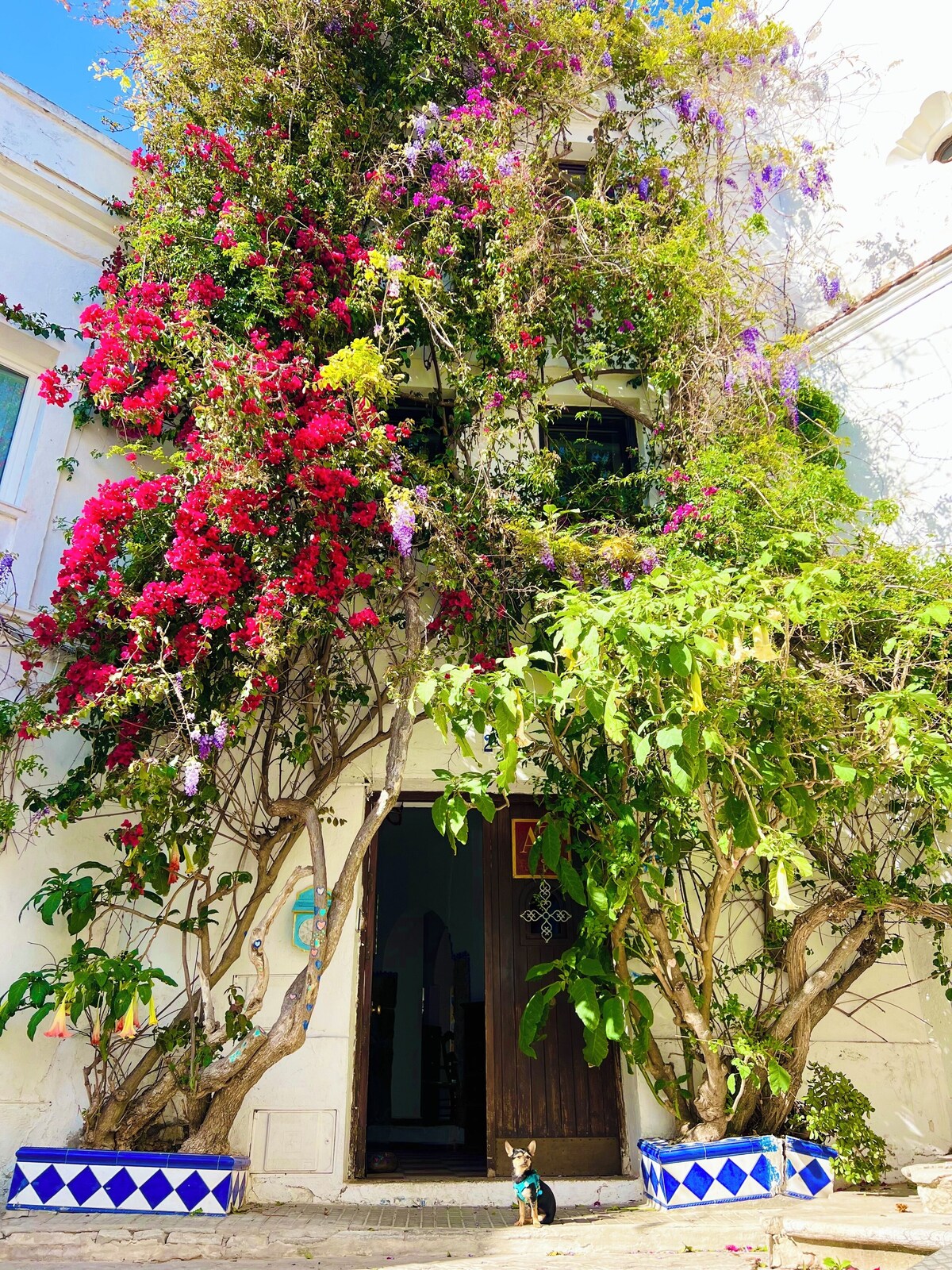 Image de profil de l’hôte