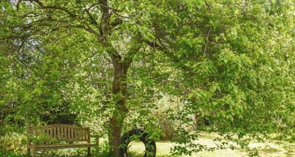 The Thatched Cottage - UK49600